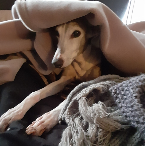 Meet your Posher, Jenny - Picture 5 of 5